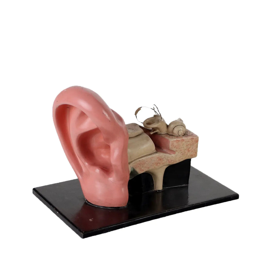 Antique Anatomical Model of a Human Ear Plaster Italy 1940s-1950s - Europe, 1940s-1950s | Antiques | Fancy Goods