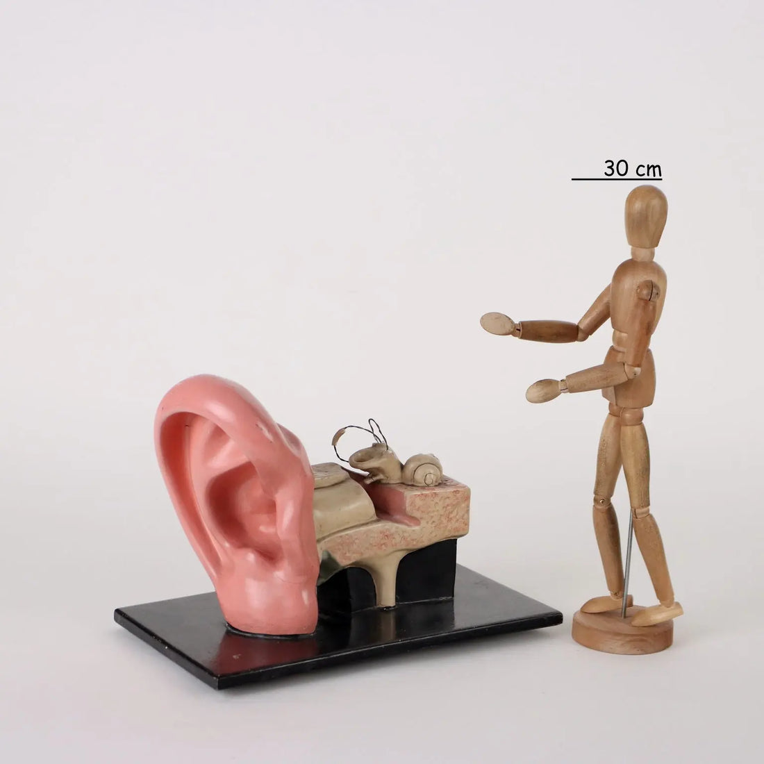 Antique Anatomical Model of a Human Ear Plaster Italy 1940s-1950s - Europe, 1940s-1950s | Antiques | Fancy Goods