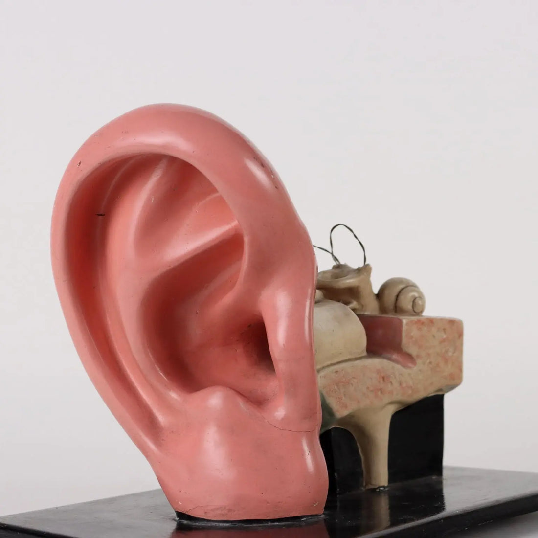Antique Anatomical Model of a Human Ear Plaster Italy 1940s-1950s - Europe, 1940s-1950s | Antiques | Fancy Goods