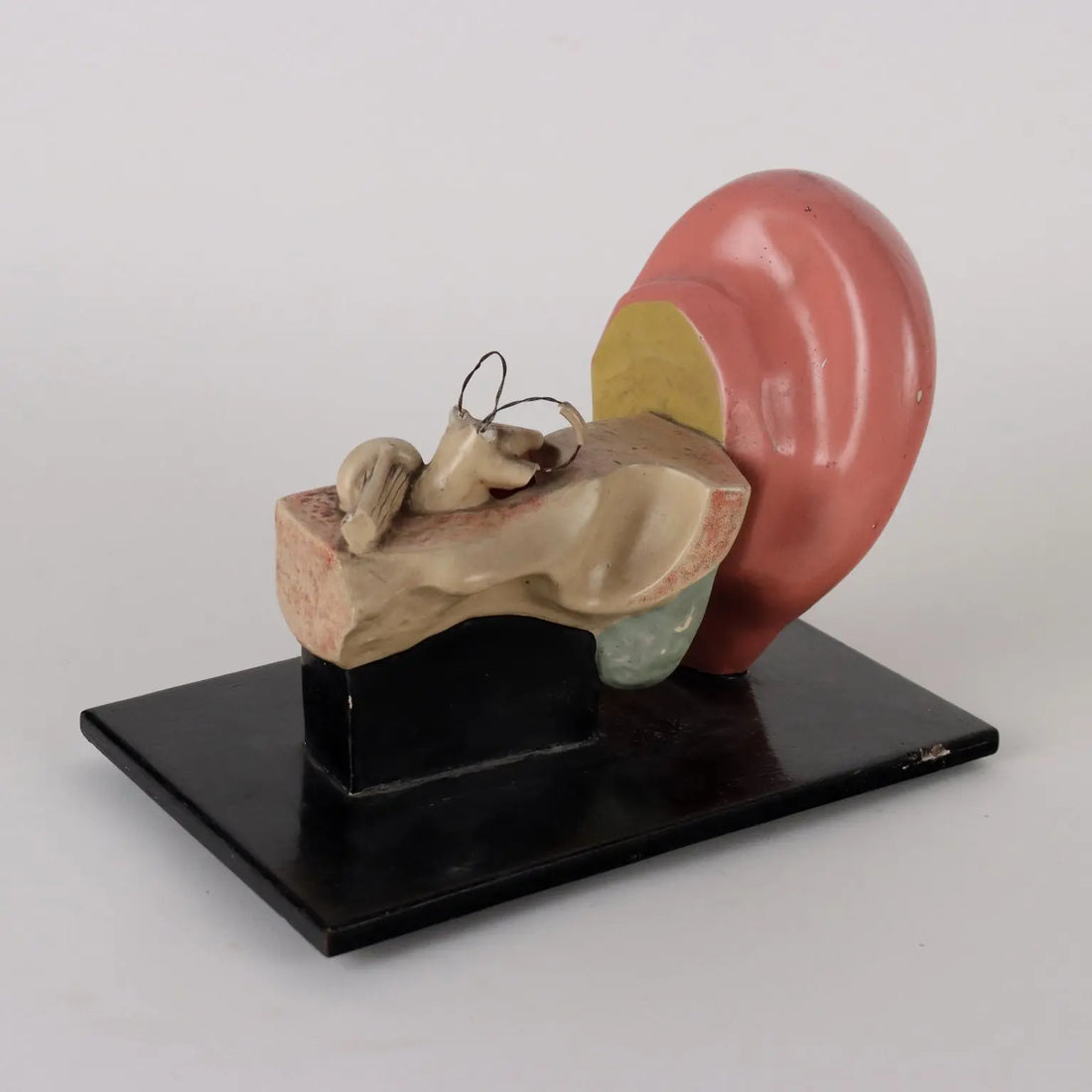 Antique Anatomical Model of a Human Ear Plaster Italy 1940s-1950s - Europe, 1940s-1950s | Antiques | Fancy Goods