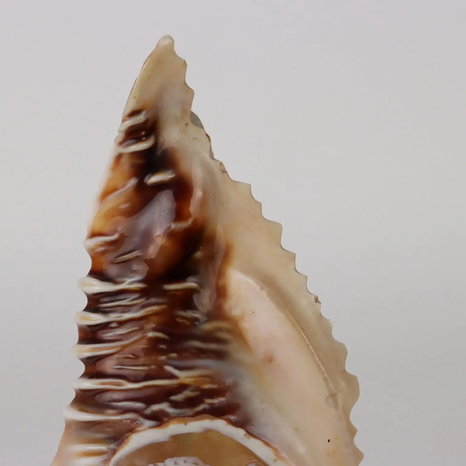 Ancient Lamp Shell Italy '900 Engraved Wood non Contemporary - Italy, Late XIX-Early XX Century | Antiques | Fancy Goods
