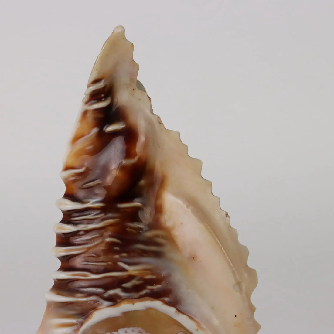 Ancient Lamp Shell Italy '900 Engraved Wood non Contemporary - Italy, Late XIX-Early XX Century | Antiques | Fancy Goods