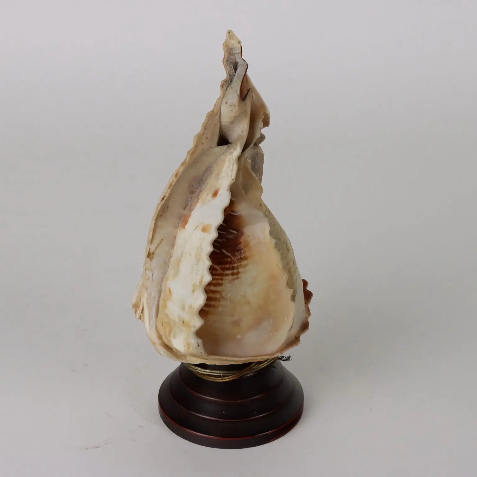 Ancient Lamp Shell Italy '900 Engraved Wood non Contemporary - Italy, Late XIX-Early XX Century | Antiques | Fancy Goods