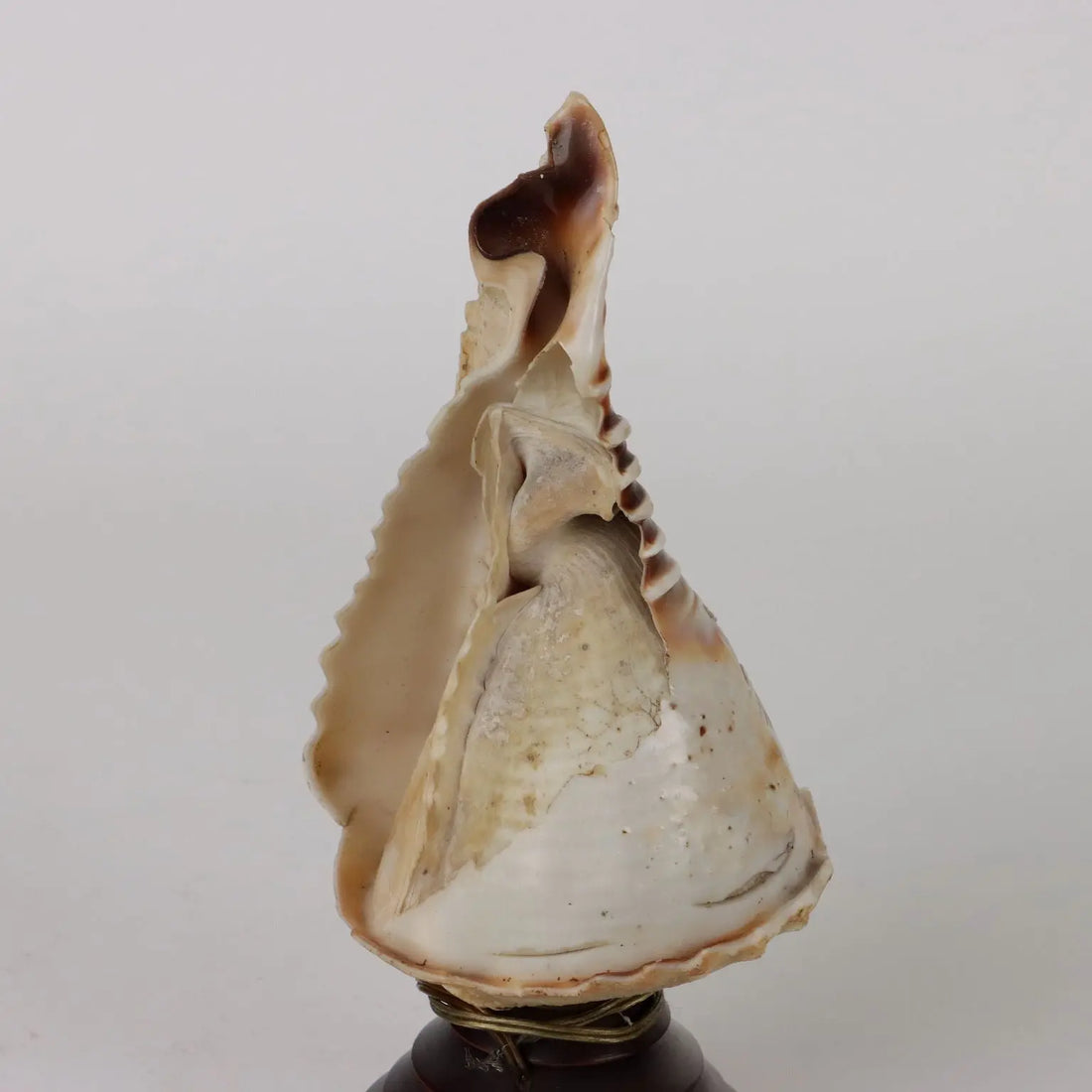 Ancient Lamp Shell Italy '900 Engraved Wood non Contemporary - Italy, Late XIX-Early XX Century | Antiques | Fancy Goods
