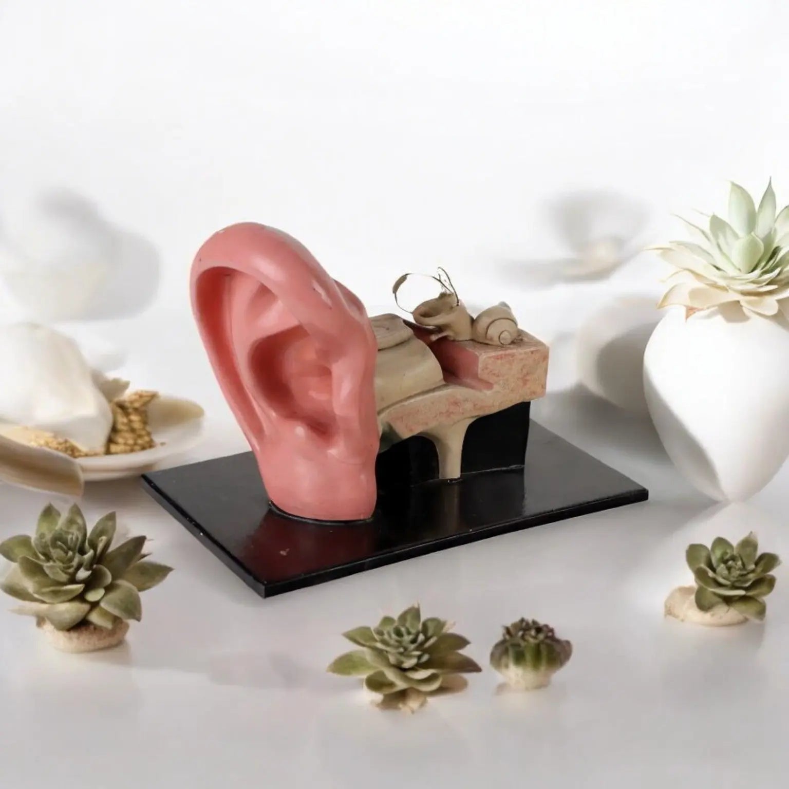 Antique Anatomical Model of a Human Ear Plaster Italy 1940s-1950s - Europe, 1940s-1950s | Antiques | Fancy Goods
